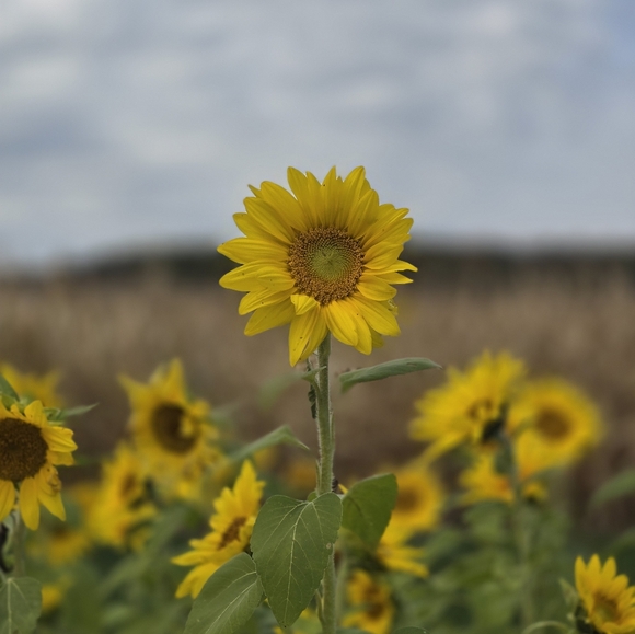 Meet your Posher, Ashley - Picture 4 of 8